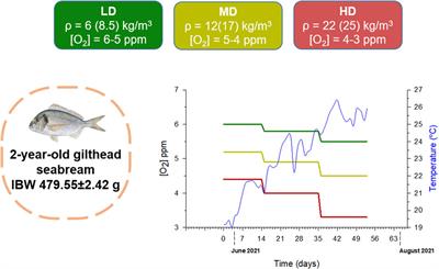 Understanding how high stocking densities and concurrent limited oxygen availability drive social cohesion and adaptive features in regulatory growth, antioxidant defense and lipid metabolism in farmed gilthead sea bream (Sparus aurata)
